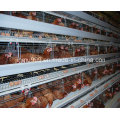 Automatic/Semi-Automatic Poultry Chicken Cage for Bird Farm